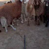 بره نر|حیوانات مزرعه|فریمان, |دیوار