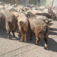 ۶۰راس شیشک میش ترکی بختیاری آبستن و بره دار|حیوانات مزرعه|کازرون, |دیوار