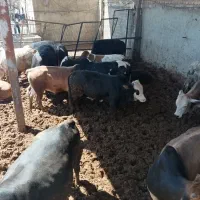 ۲۰ راس گوساله نر چاق