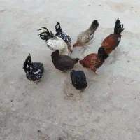 مرغ|حیوانات مزرعه|سوسنگرد, |دیوار