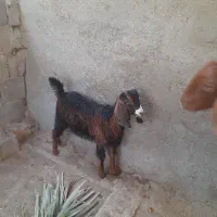 یک عدد کهره ماده فروش