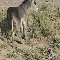الاغ