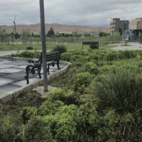 سگ پیدا کردیم