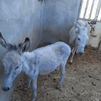 یک عدد خرگله ای جوان