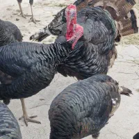 بوقلمون نربرنز فروشی|حیوانات مزرعه|ورامین, ورامین|دیوار