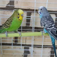 معاوضه با مرغ محلی