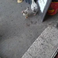 جوجه خانگی