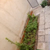 راهنمای همخونه
