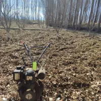 هرس وشخم پای درختان توسط دانشجوباغبانی