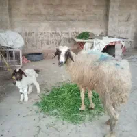 یک راس میش با بره سالم