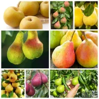 رقم صادراتی با باردهی خوشه ای نهال گلابی کنکورد