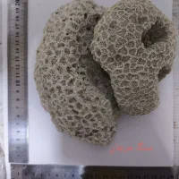 صدف ایرانی|کلکسیون و سرگرمی|بوشهر, |دیوار