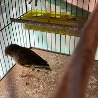 قناری ترک|پرنده|کرج, فاز ۴ مهرشهر|دیوار