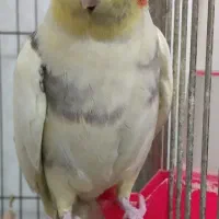 یک جفت عروس هلندی سرحال