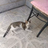 واگذاری گربه رایگان|گربه|اراک, |دیوار