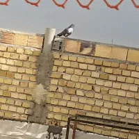 کبوتر گرگی|پرنده|ارومیه, |دیوار