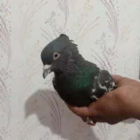 سینه مشکی نر با معاوضه با سینه سیاه نر