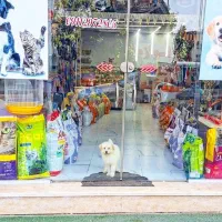 پت شاپ گربه سگ خرگوش طوطی عروس هلندی
