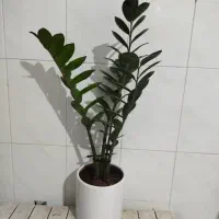 گلهای سرسبز