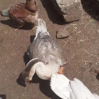 غاز|حیوانات مزرعه|سوسنگرد, |دیوار