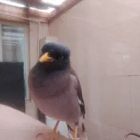 مرغ مینا رام و دستی سخنگو معاوضه هم‌میکنم