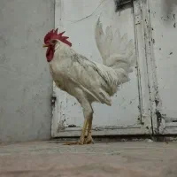 خروس سرحال