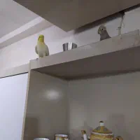 دوعدد عروس هلندی سخنگو