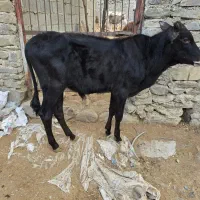 دو عدد گوساله نر محلی