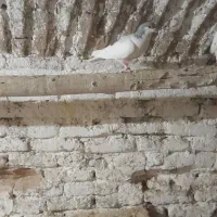 پرنده|پرنده|خلیل آباد, |دیوار