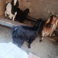 بیگ نر|حیوانات مزرعه|شوشتر, |دیوار