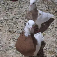 گروه رنگی و پلاکی