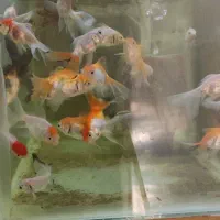 ماهی گلدفیش. کوی سوپر باله و حلزون سیب