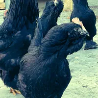 تخم مرغ نطفه دار نژاد مرندی|حیوانات مزرعه|نجفآباد, گلدشت|دیوار