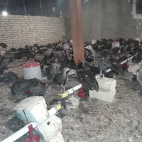 نیمچه بوقلمون سینه پهن ۳۰ روزه برنز آمریکایی|حیوانات مزرعه|ورامین, ورامین|دیوار