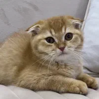 فروش گربه اسکاتیش دبل فولد نر سه ماهه رنک گلد|گربه|آمل, |دیوار