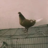 زرد دم سفید ماده|پرنده|عطاملک, |دیوار