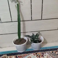 گل طبیعی|گل و گیاه طبیعی|یاسوج, |دیوار