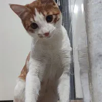واگذاری گربه نژاد dsh