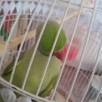 طوطی|پرنده|مهدی شهر, |دیوار