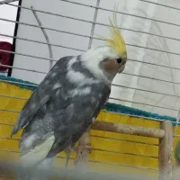 یک جفت عروس هلندی( نر و ماده )