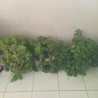 فروش فوری کل گل وگلدانها فقط ۲ملیون|گل و گیاه طبیعی|شریف‌آباد, |دیوار