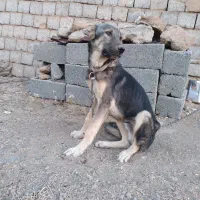 سگ پژدر