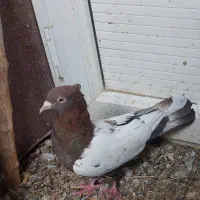 کبوترهای بسیار تمیز و زیبا