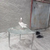 کبوتر|پرنده|رباط‌کریم, شترخوار|دیوار