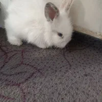 بچه خرگوش لوپ ملوس|موش و خرگوش|سبزوار, قدس|دیوار