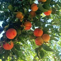 باغچه شوراب صغیر