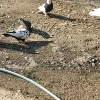 یکدانه طوقی سیاه گمشده تو شاندیز