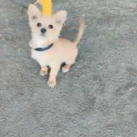 سگ تربیت شده|سگ|پاکدشت, پاکدشت (مامازند)|دیوار