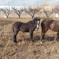 کره اسب نر|اسب و تجهیزات اسب‌سواری|هشتگرد, سعید آباد|دیوار