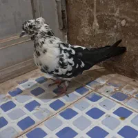 کفتر پرشی|پرنده|زارچ, |دیوار